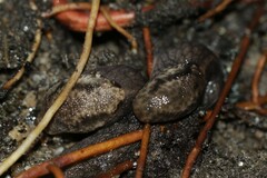Prophysaon andersonii