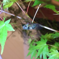 Platypediini