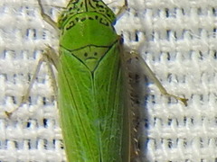 Draeculacephala inscripta