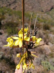 Bobartia
