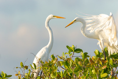 Ardea alba
