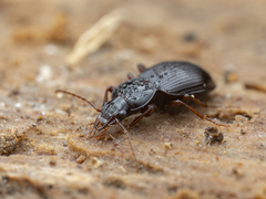 Gastrellarius honestus