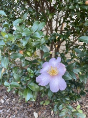 Camellia sasanqua