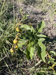 Solanum dimidiatum