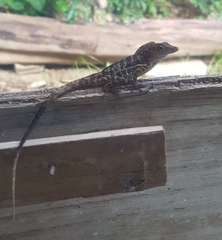 Anolis lineatopus