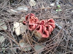 Clathrus