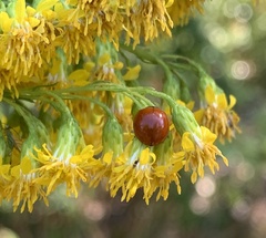 Cycloneda sanguinea