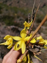 Bobartia
