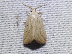 Amolita obliqua