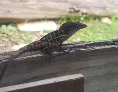 Anolis lineatopus