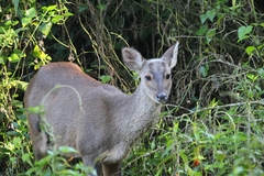 Mazama gouazoubira