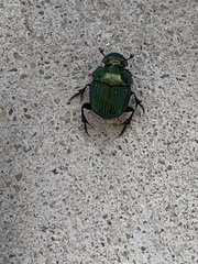 Phanaeus igneus