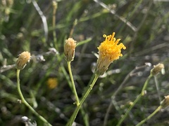 Bebbia juncea aspera