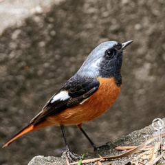 Phoenicurus auroreus