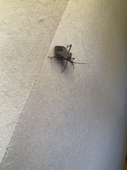 Acanthocephala terminalis