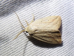 Amolita obliqua