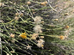 Bebbia juncea aspera