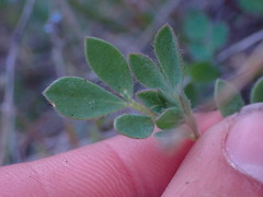 Acmispon denticulatus