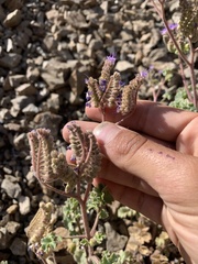 Phacelia pedicellata