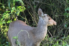 Mazama gouazoubira