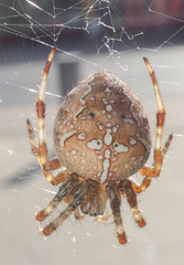 Araneus diadematus
