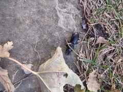 Scarites subterraneus