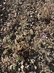 Phacelia pedicellata