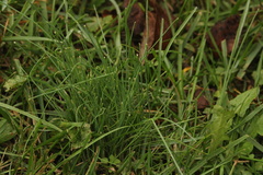 Allium vineale