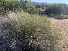 Bebbia juncea aspera