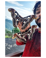 Archaeoattacus edwardsii