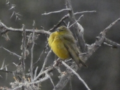 Sicalis