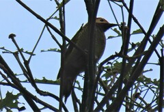 Colaptes rubiginosus