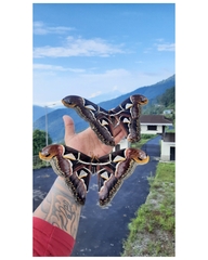 Archaeoattacus edwardsii