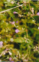 Silene colorata