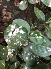 Erysiphe euonymicola