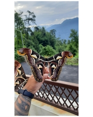 Archaeoattacus edwardsii