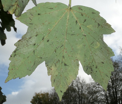 Acer pseudoplatanus