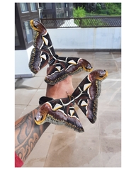 Archaeoattacus edwardsii