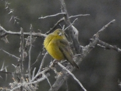 Sicalis