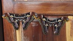 Archaeoattacus edwardsii