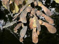 Acer pseudoplatanus