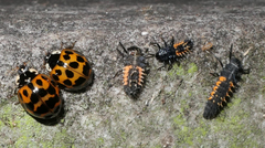 Harmonia axyridis