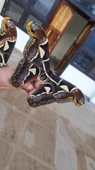 Archaeoattacus edwardsii