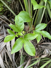 Passiflora edulis