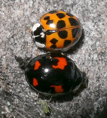 Harmonia axyridis