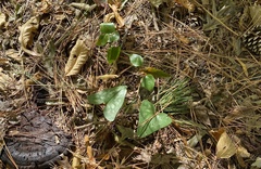 Smilax bona-nox