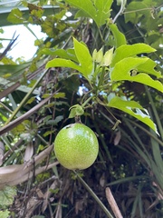 Passiflora edulis