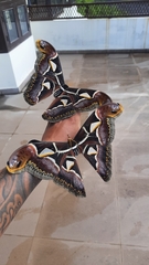 Archaeoattacus edwardsii
