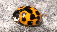 Harmonia axyridis
