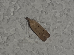 Dichomeris ventrellus